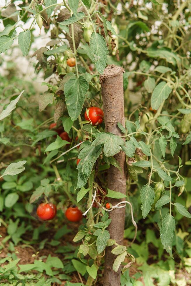 tomates estão suspensão em uma ramo dentro a estufa. foto