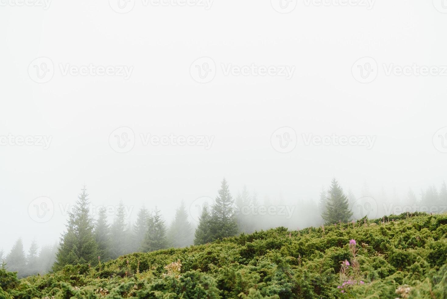 verde pinho floresta em uma montar declive dentro uma denso névoa, Largo ao ar livre fundo foto