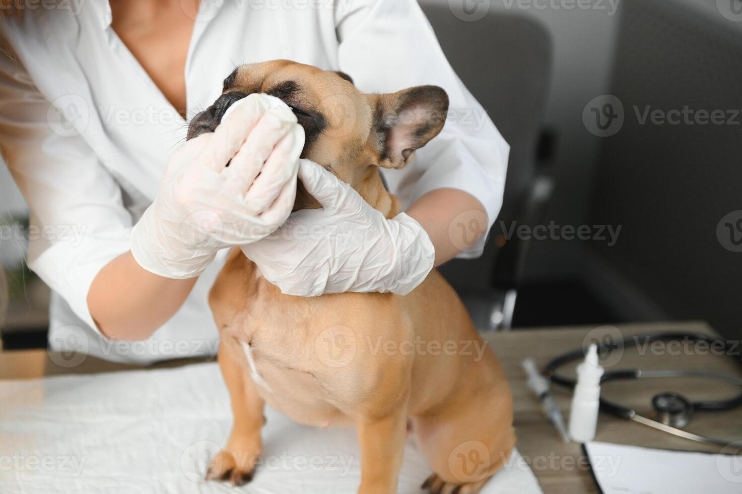 medicamento, animal Cuidado e pessoas conceito - fechar acima do francês buldogue cachorro e veterinário médico mão às veterinario clínica. foto