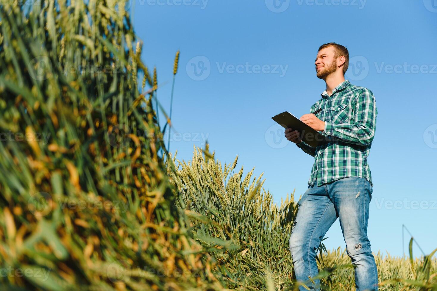 agricultor verificação trigo campo progresso, segurando tábua usando Internet. foto