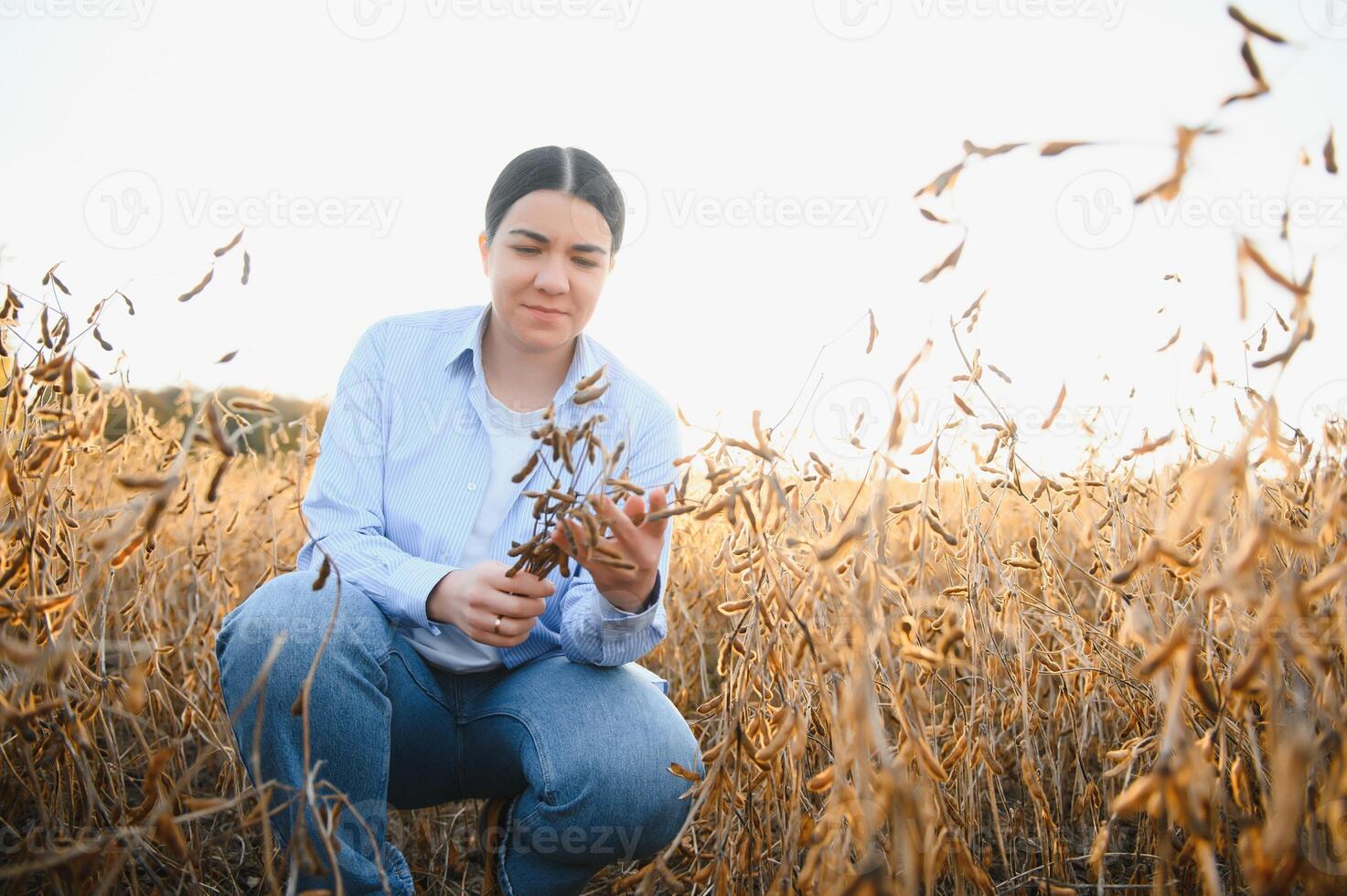 caucasiano fêmea Fazenda trabalhador inspecionando soja às campo verão tarde Tempo em algum lugar dentro Ucrânia foto