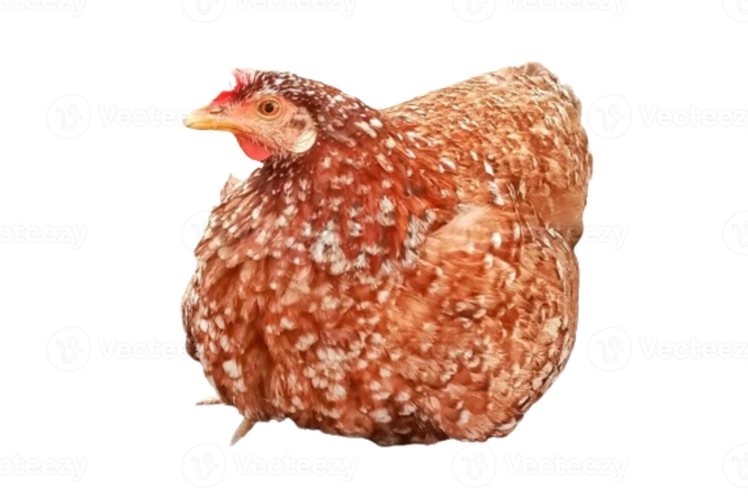 uma Castanho frango é deitado baixa isolado em branco fundo foto