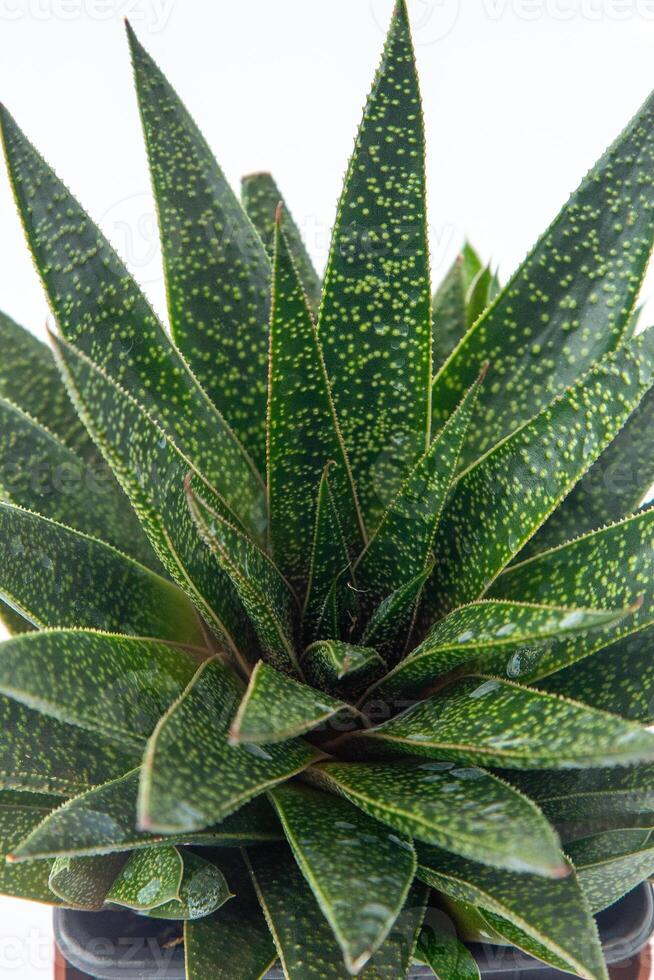 Haworthia aloés fluxo plantar suculento dentro Panela. verde pequeno flor em branco fundo. foto