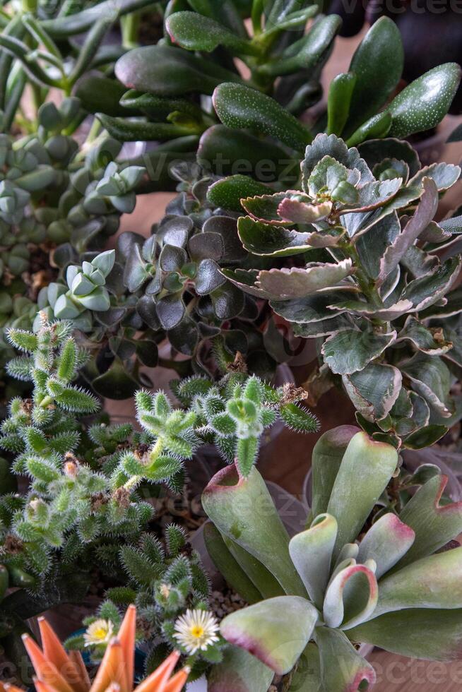 uma conjunto do diferente suculentos. Haworthia e aloés, crassula e sede, echeveria, crassula e kalanchoe. crescer uma casa flor. floricultura. cacto casa verde suculento. flores fundo. foto