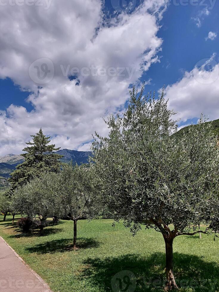 montanha panorama com Oliva árvores verão ensolarado dia foto