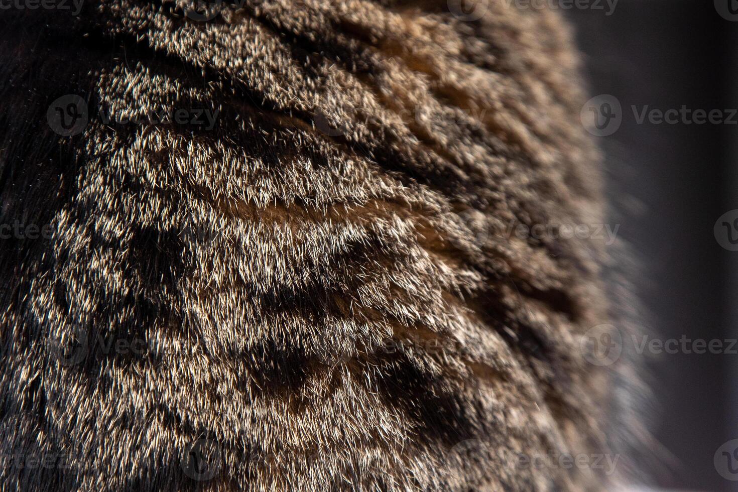 pele do uma cinzento visto gato fundo foto