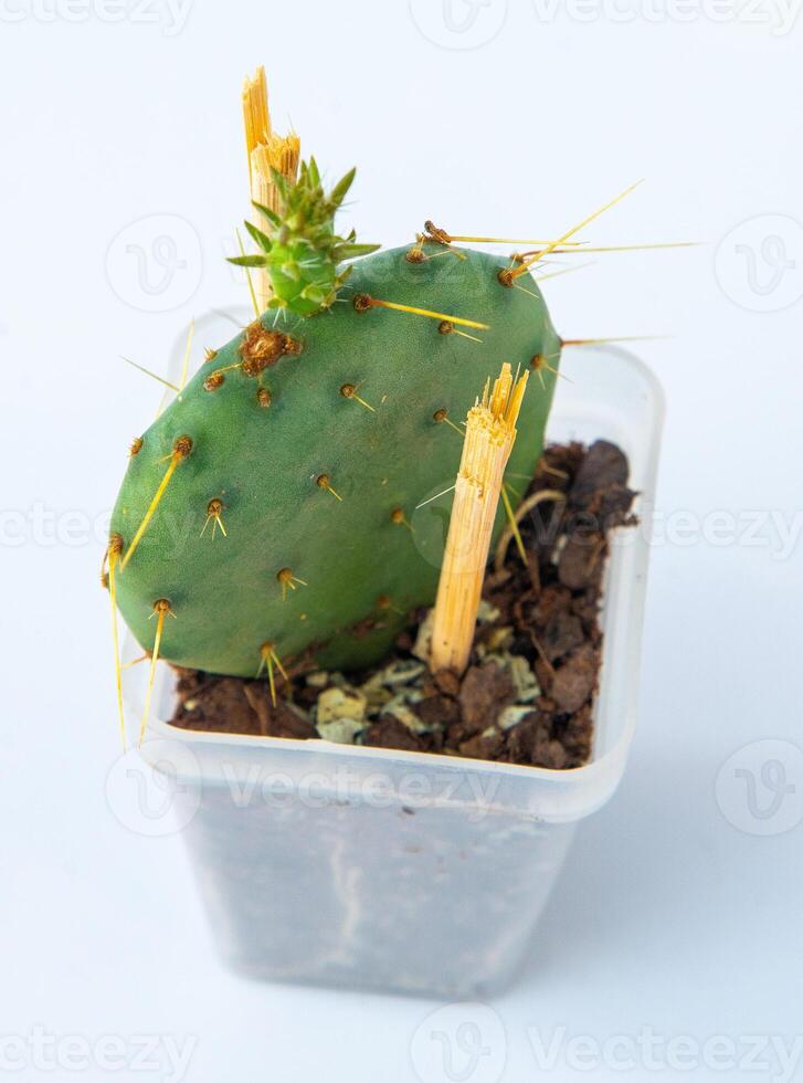 opuntia fragilis plantar suculento dentro Panela. verde pequeno flor em branco fundo. foto