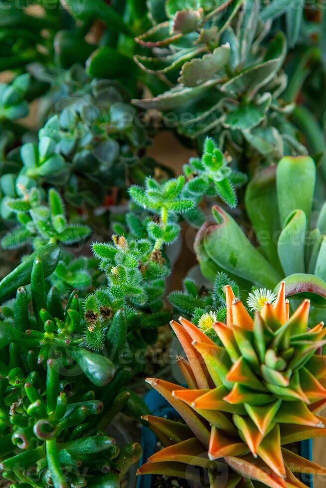 uma conjunto do diferente suculentos. Haworthia e aloés, crassula e sede, echeveria, crassula e kalanchoe. crescer uma casa flor. floricultura. cacto casa verde suculento. flores fundo. foto