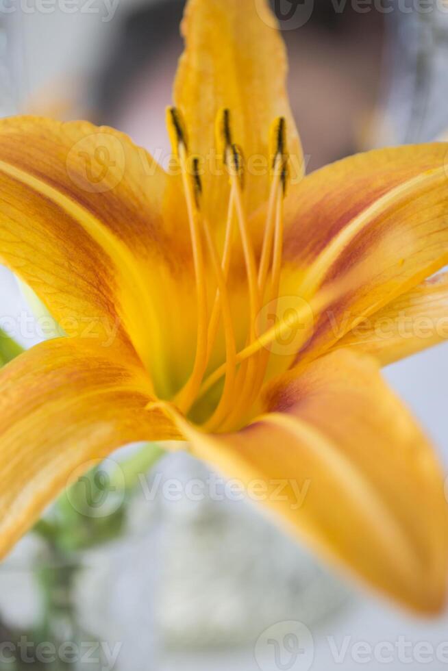 a laranja lírio perto espelho. flores e espelho reflexão. foto