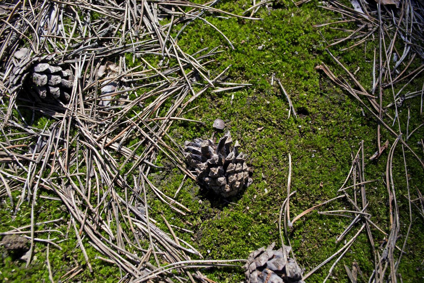 cone e pinho agulhas em uma verde musgo às Primavera foto
