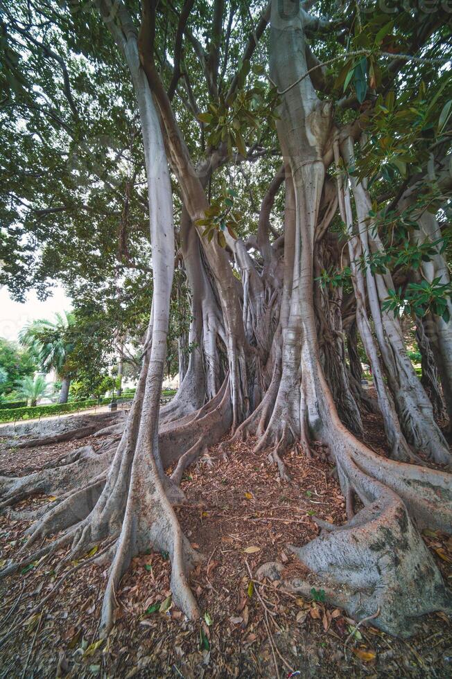 centenário ficus dentro palermo dentro a jardim do praça marina foto