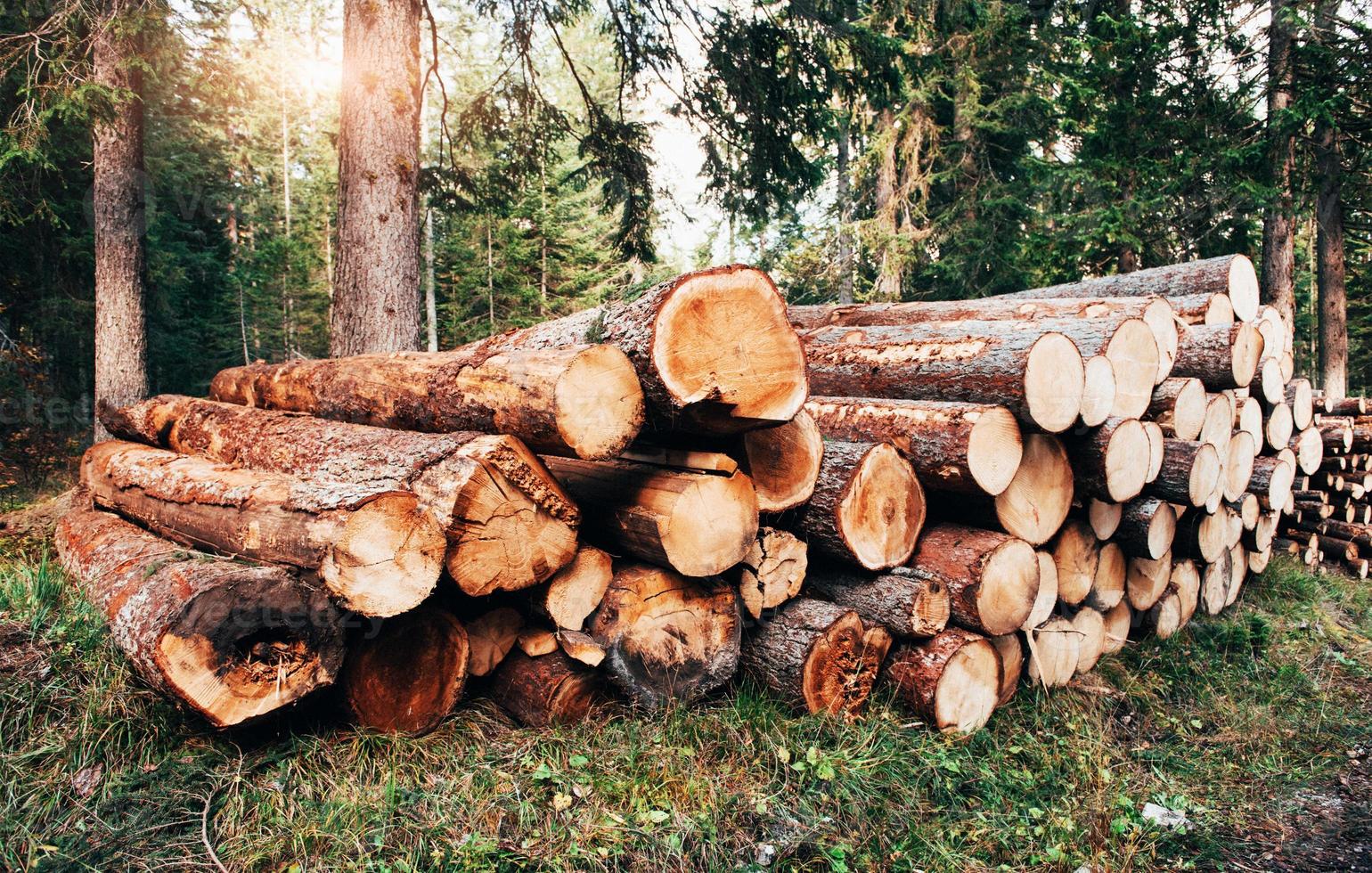 vista frontal e lateral. toras de madeira recém-colhidas empilhadas em uma pilha na floresta verde foto