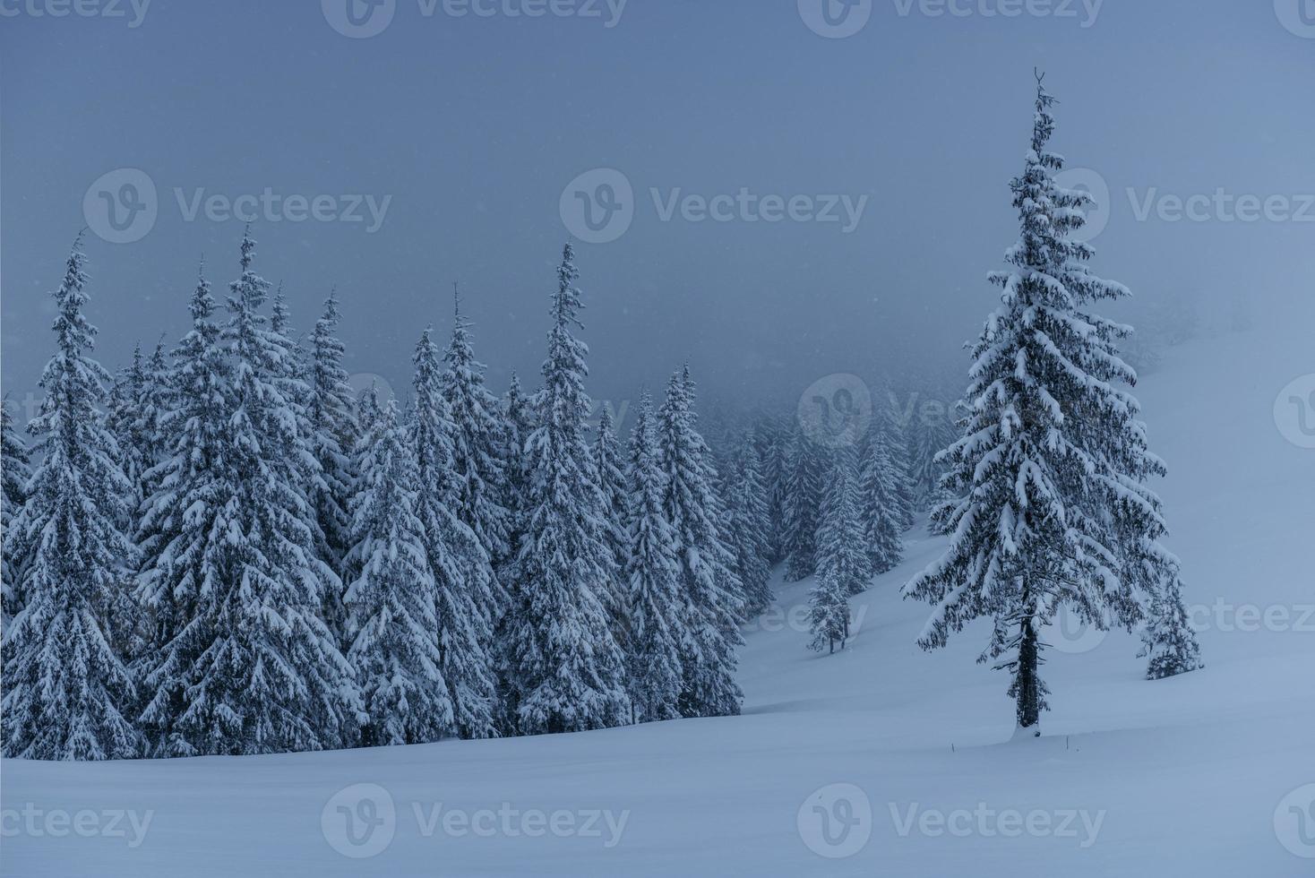 paisagem de inverno majestosa, floresta de pinheiros com árvores cobertas de neve. uma cena dramática com nuvens negras baixas, uma calma antes da tempestade foto