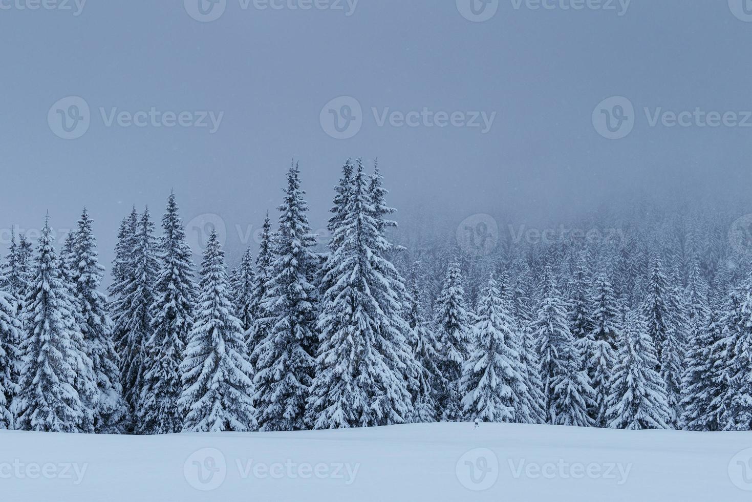 misteriosa paisagem de inverno, montanhas majestosas com árvore coberta de neve. cartão com foto. cárpato ucrânia europa foto