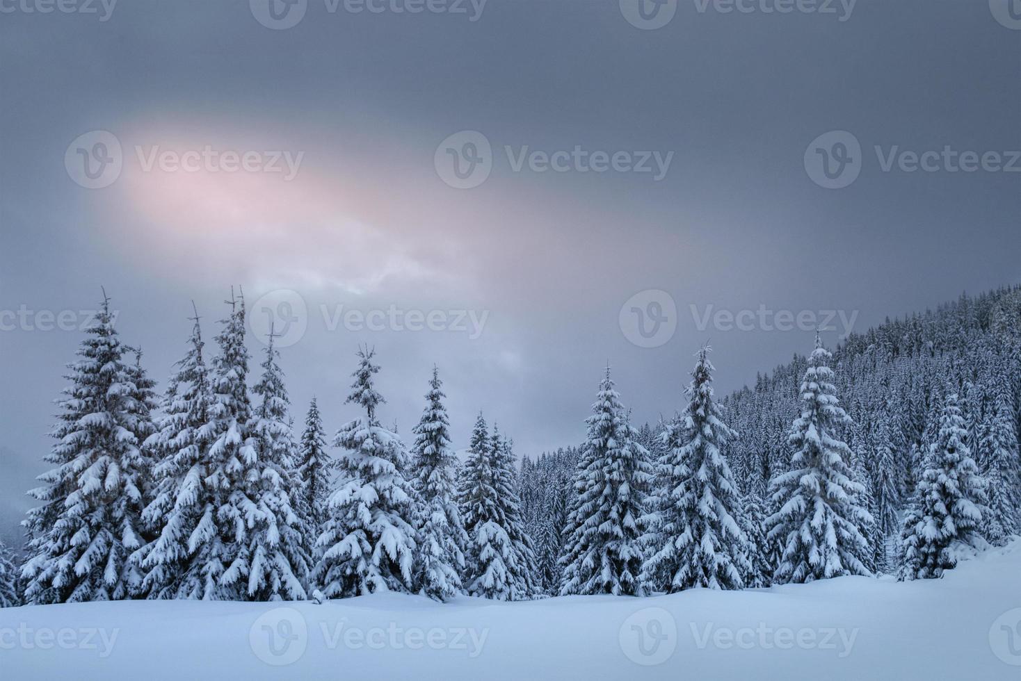misteriosa paisagem de inverno, montanhas majestosas com árvore coberta de neve. cartão com foto. cárpato ucrânia europa foto