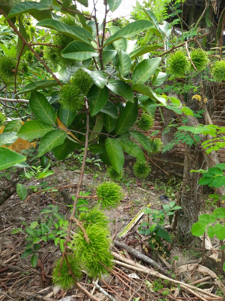 uma árvore com verde folhas e fruta suspensão a partir de isto foto