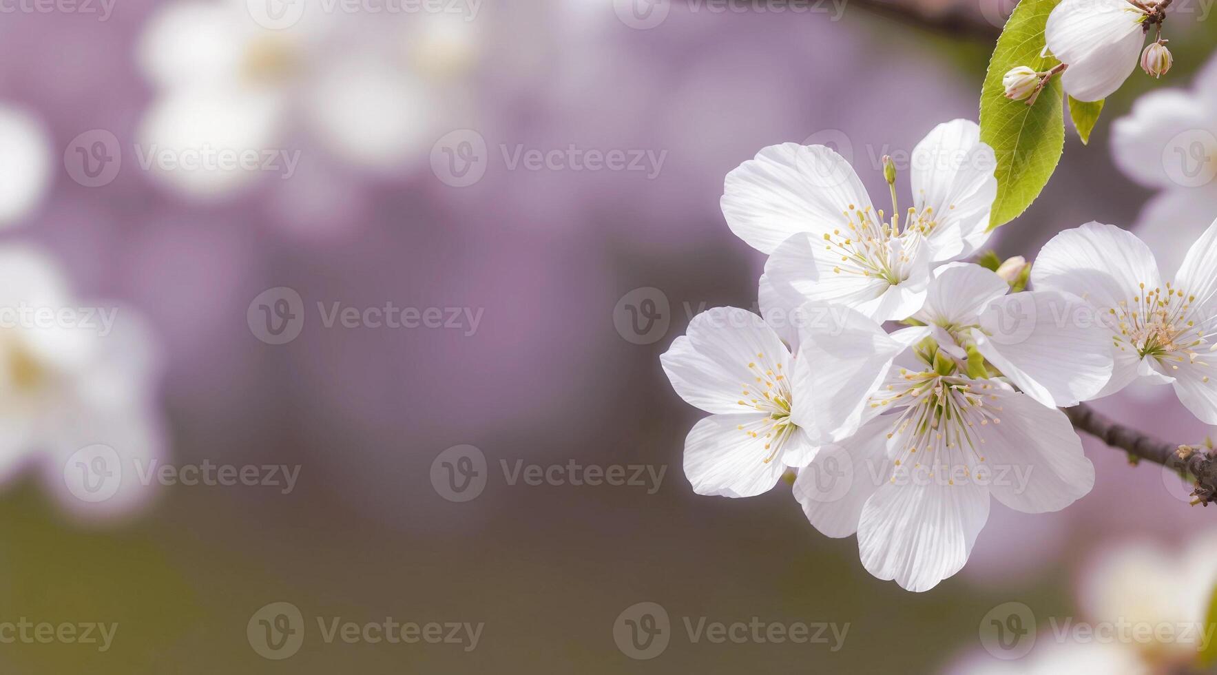 ai gerado florescendo cereja árvore galhos branco flores fechar-se em borrado abstrato fundo. foto