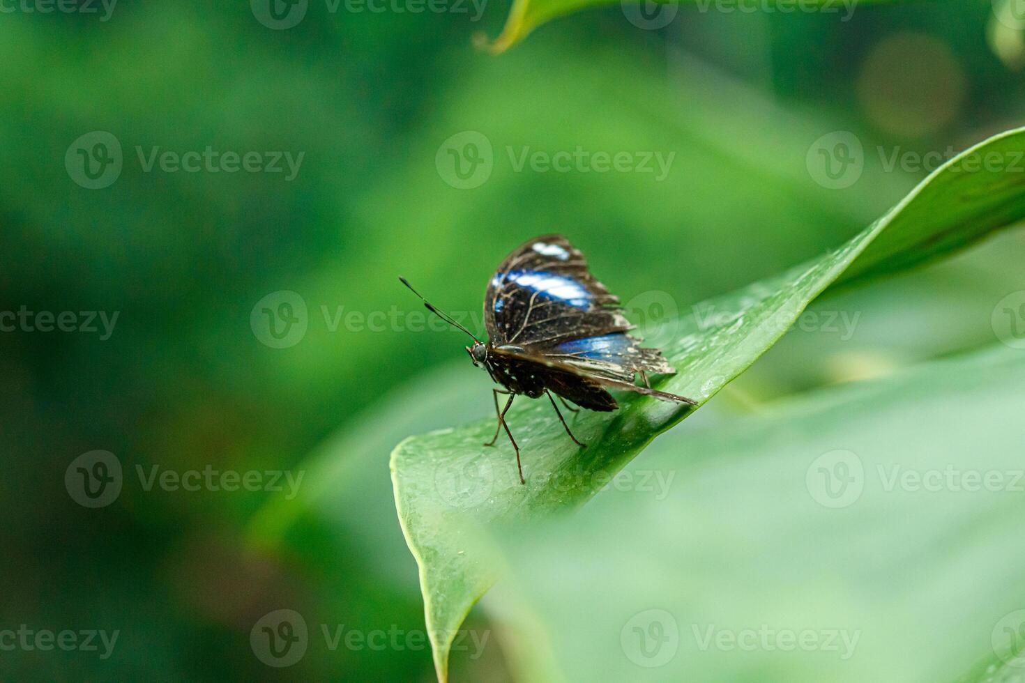 macro lindo borboleta morfo Helenor foto