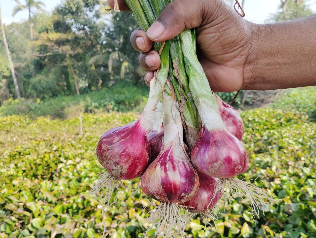 agricultor mão segurando vermelho cebola dentro a campo campo do Bangladesh foto