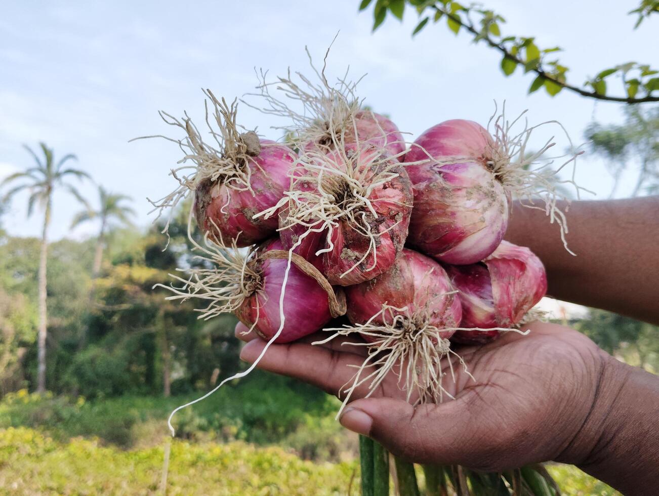 agricultor mão segurando vermelho cebola dentro a campo campo do Bangladesh foto