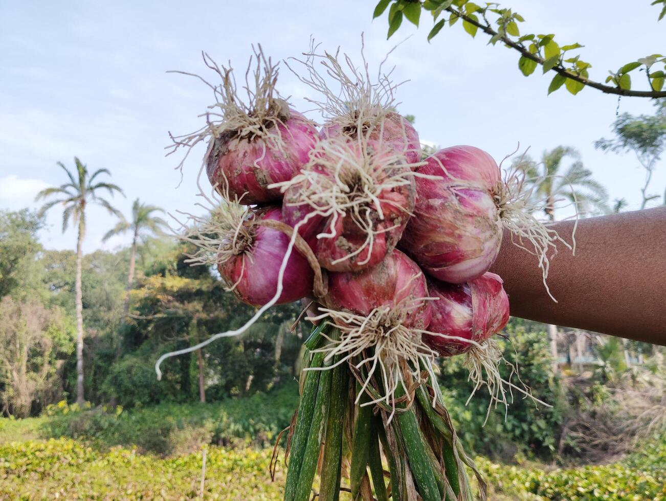 agricultor mão segurando vermelho cebola dentro a campo campo do Bangladesh foto