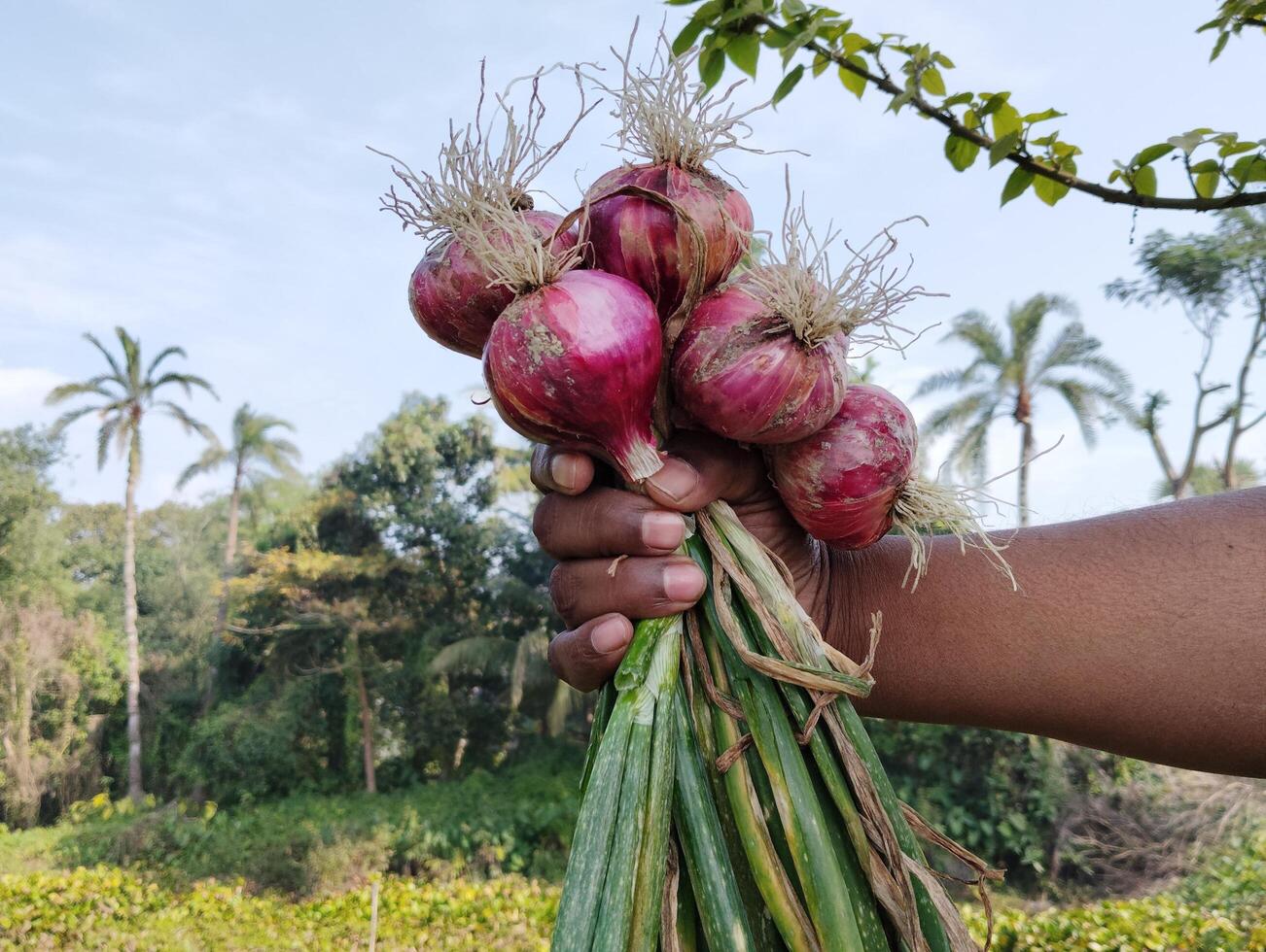 agricultor mão segurando vermelho cebola dentro a campo campo do Bangladesh foto