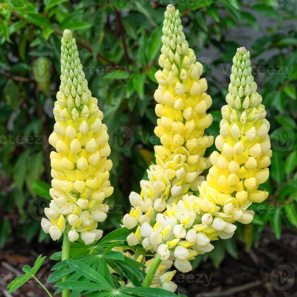 jardim tremoço, lupinus polyphyllus foto