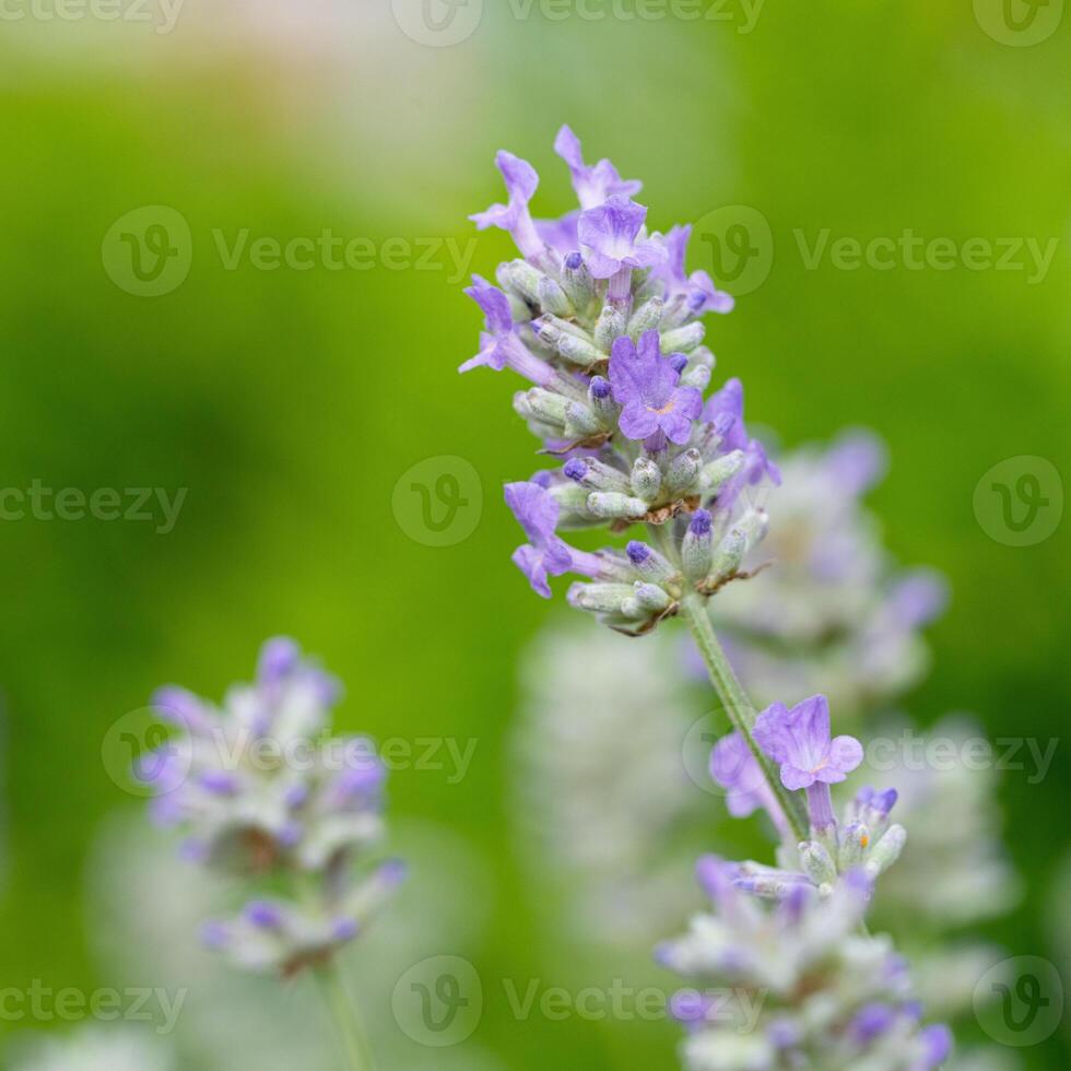 comum lavanda, lavandula angustifolia foto