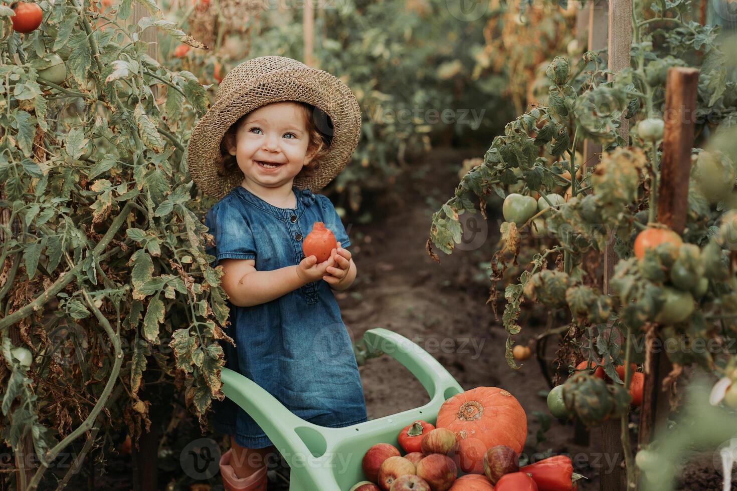 menina colheita colheita do legumes e frutas e coloca isto dentro jardim carrinho de mão. outono conceito foto