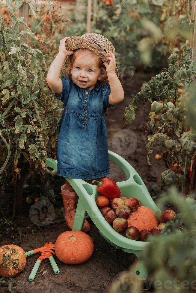 menina colheita colheita do legumes e frutas e coloca isto dentro jardim carrinho de mão. outono conceito foto