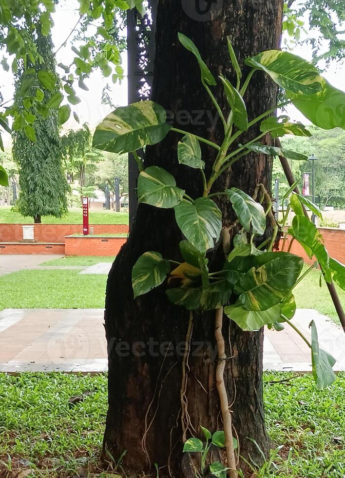 fresco verde flores dentro a jardim foto