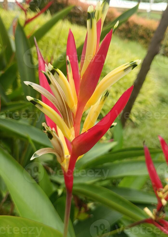 uma manhã Visão do fresco vermelho flor foto