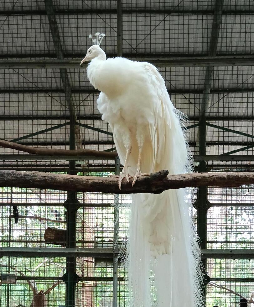 raro albino pavão dentro a parque foto