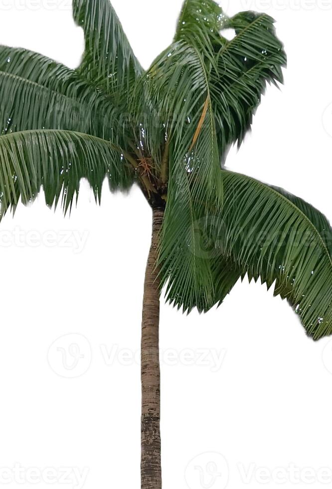 palmeira isolada em branco foto