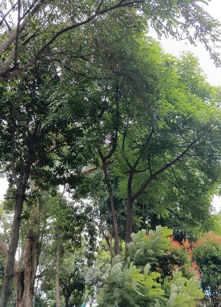 uma natureza verde árvores dentro a Jardim foto
