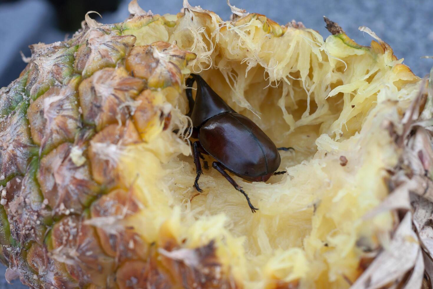dynastinae ou veado besouro estão comendo abacaxi gourmet. foto