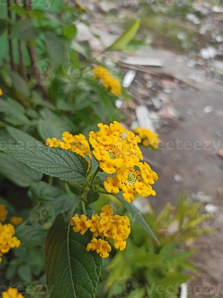 amarelo lantana flores, lantana câmera, estão florescendo foto