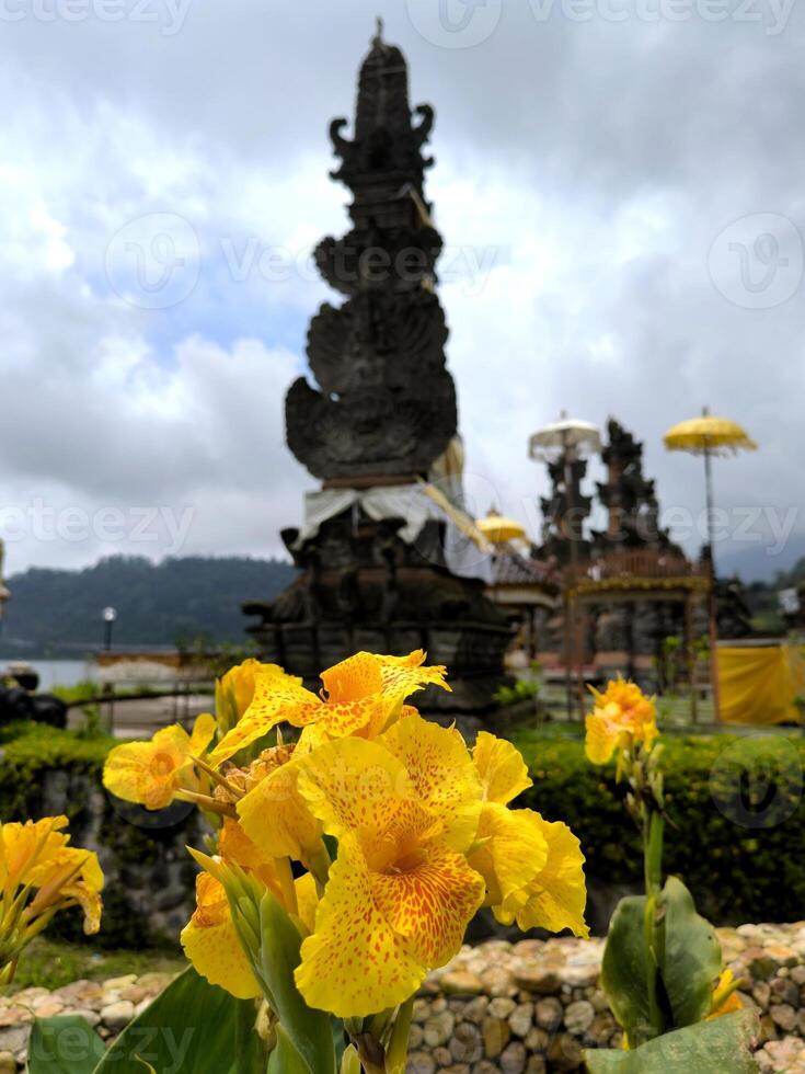 canna lírio flor ou amarelo rei humberto ou kolaboti tem linda amarelo flores com uma respingo do vermelho cercado de ampla verde folhagem foto