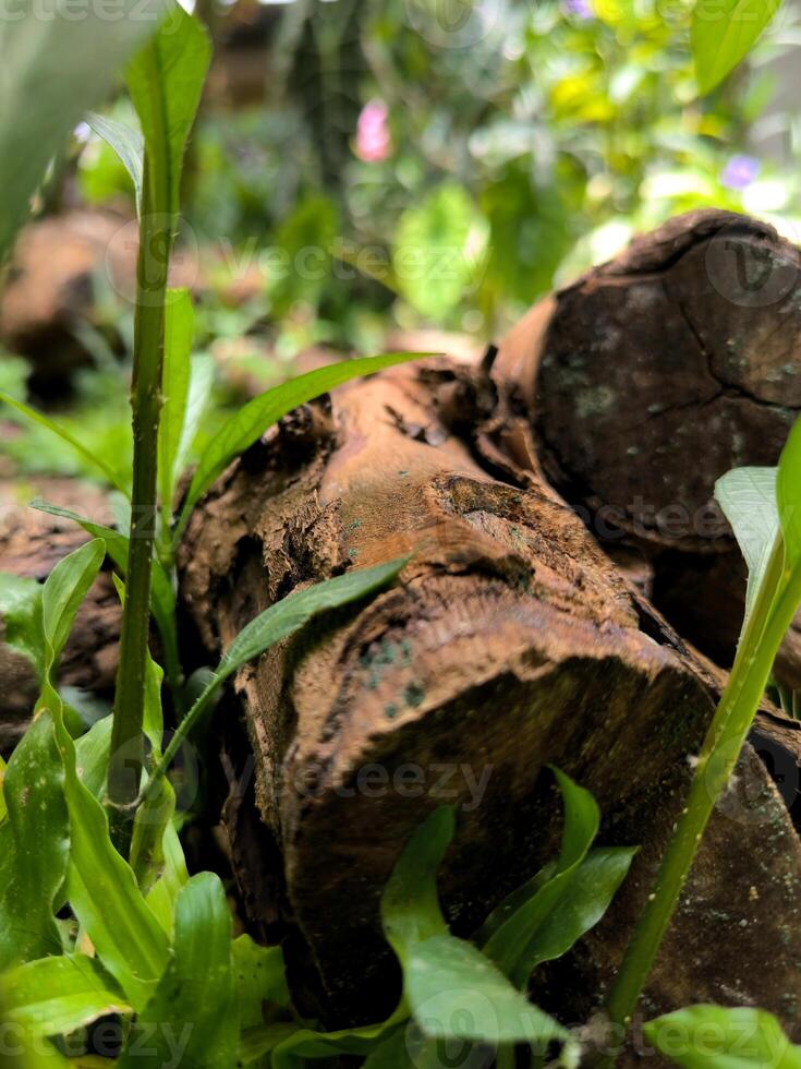 velho registro do manga árvore dentro a jardim foto