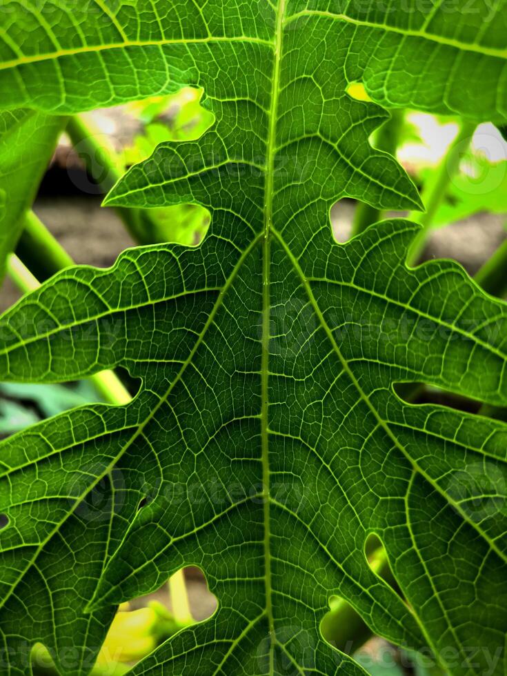 verde mamão folhas dentro fechar acima tiro foto