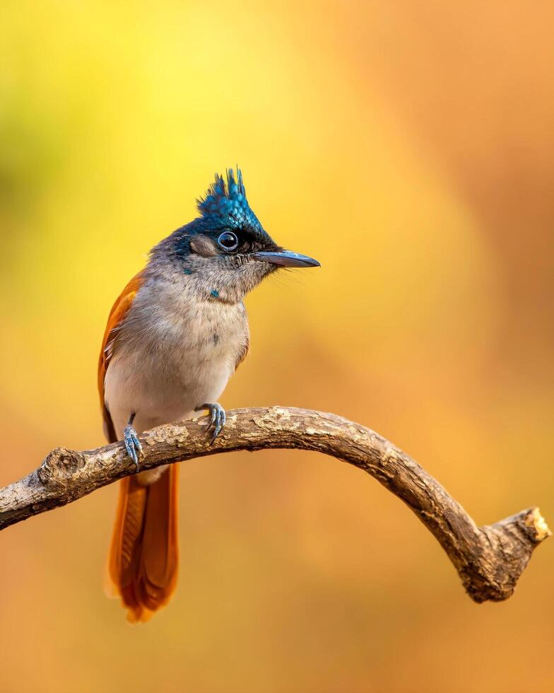 uma azul e laranja pássaro sentado em uma ramo foto