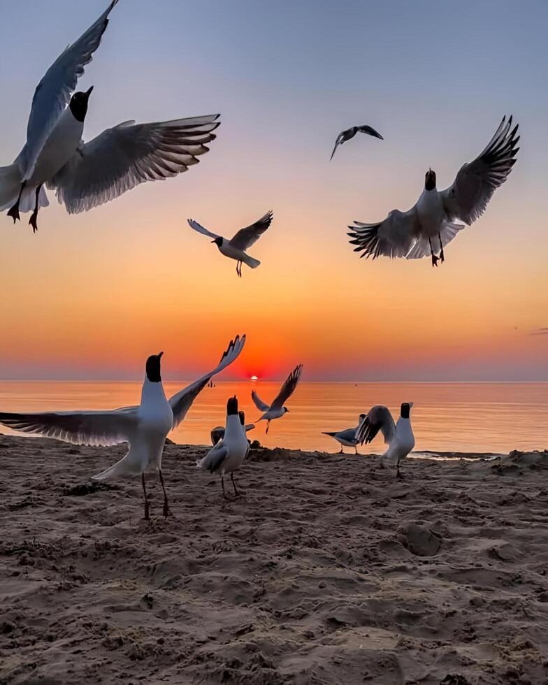 gaivotas vôo sobre a de praia às pôr do sol foto