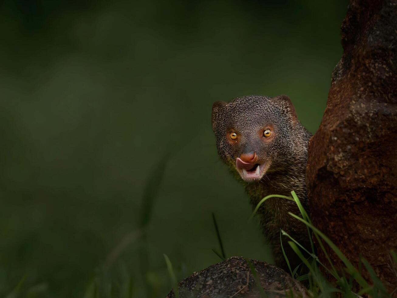 uma pequeno animal com Está boca aberto dentro a Relva foto