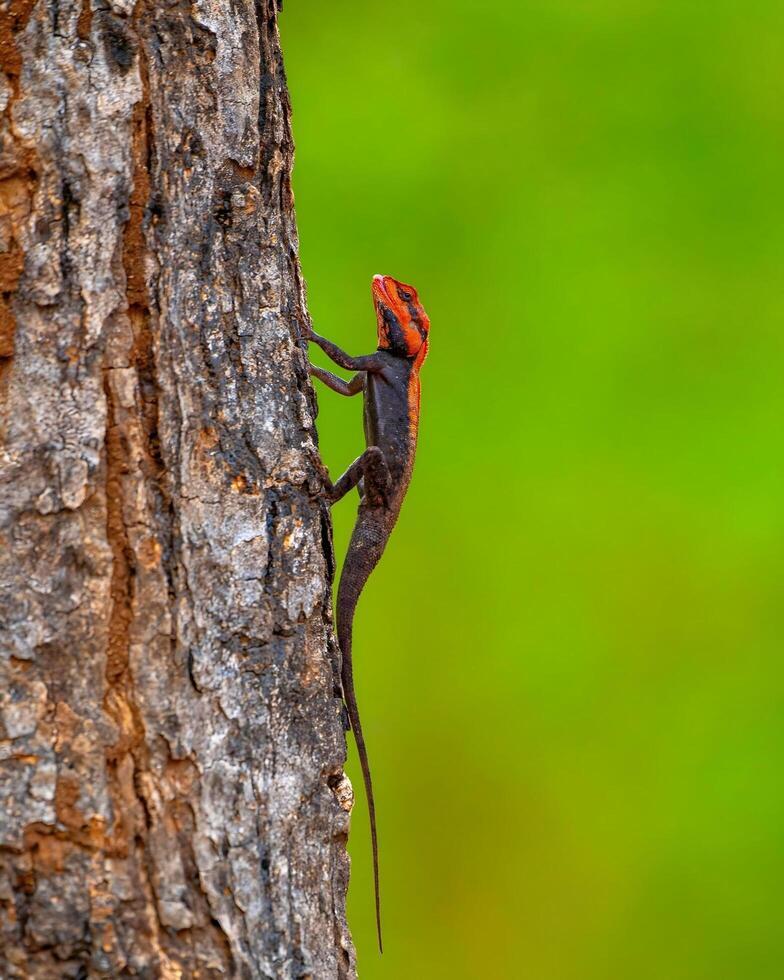 uma lagarto escalada acima uma árvore tronco com uma verde fundo foto