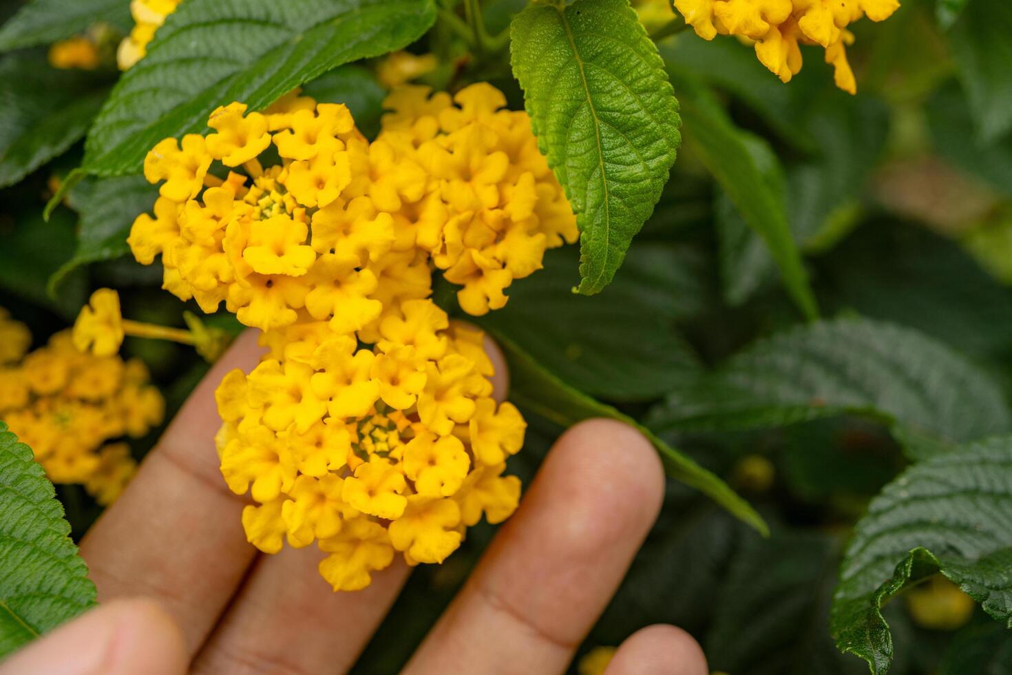 pequeno amarelo flor oeste indiano lantana em a verde jardim. foto é adequado para usar para natureza fundo, botânico poster e jardim conteúdo meios de comunicação.