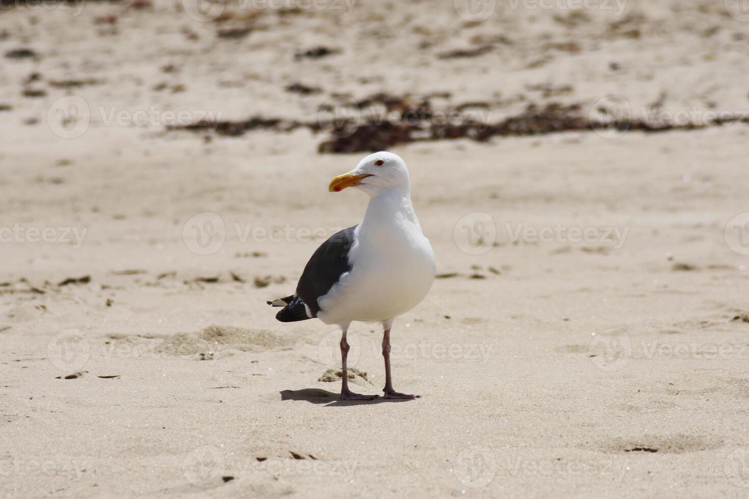 solteiro gaivota em pé em esvaziar areia de praia foto