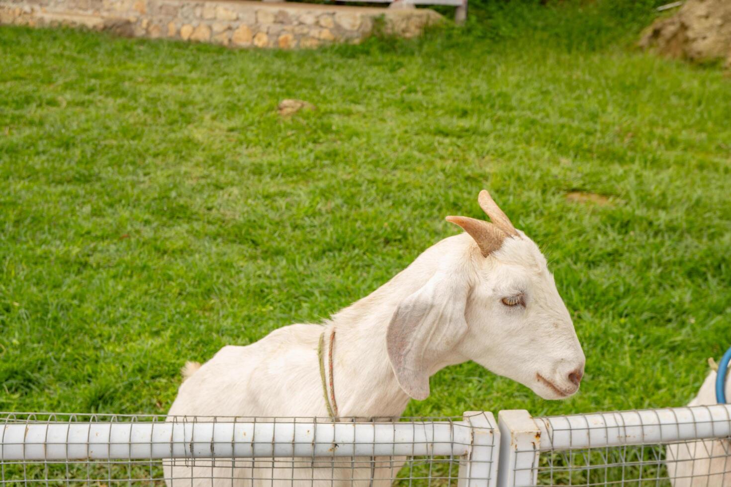 animal temas branco bode capra aegagrus Hircus em a verde Fazenda. a foto é adequado para usar para animal selvagem vida e animal conteúdo meios de comunicação.