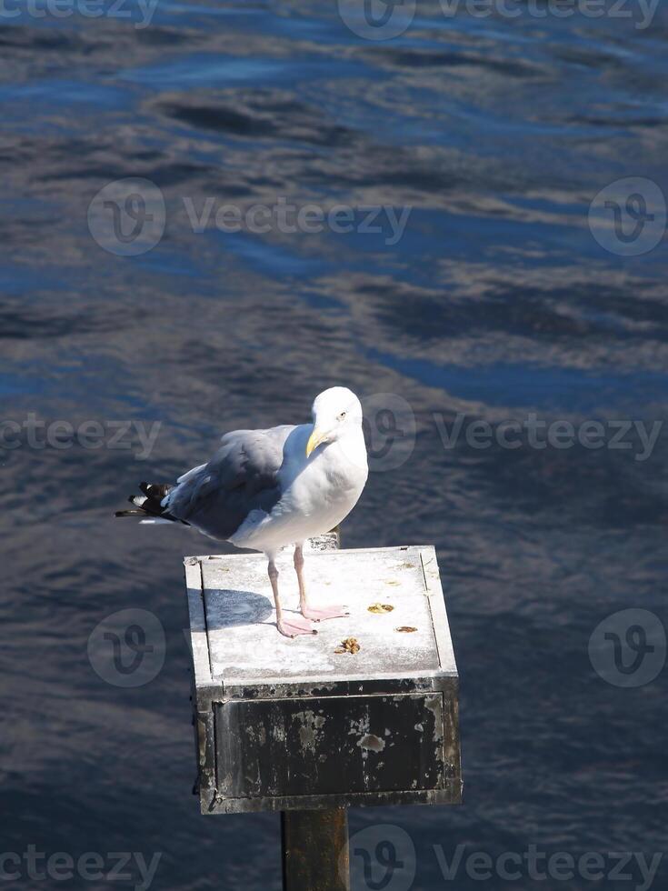 solitário gaivota em pé em pequeno empilhando boston Porto ma foto