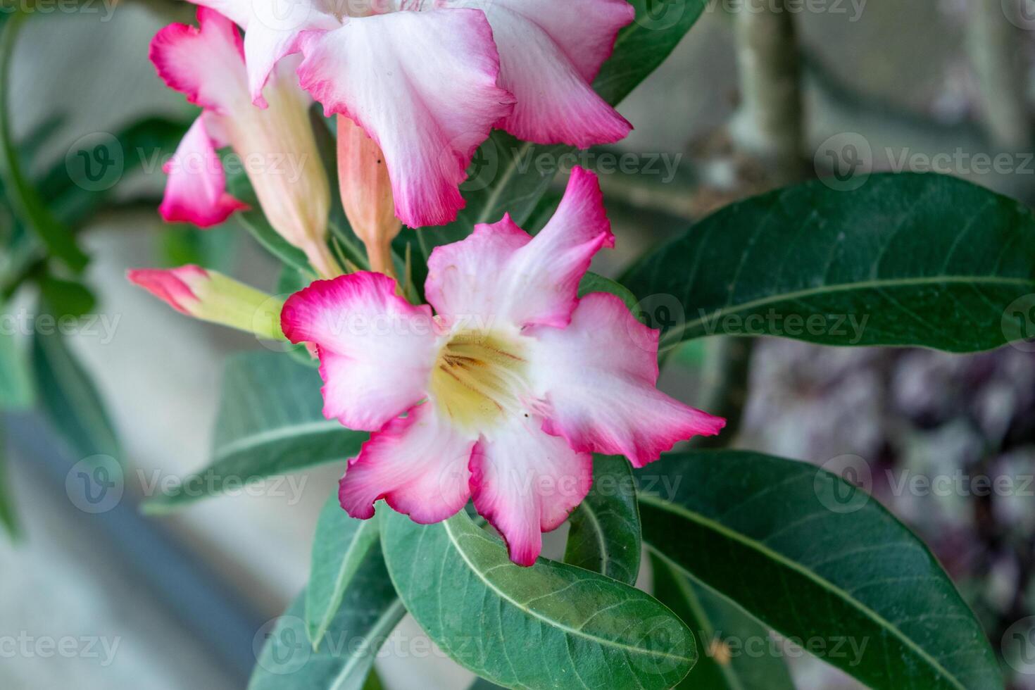 adenium flor florescendo dentro a jardim foto