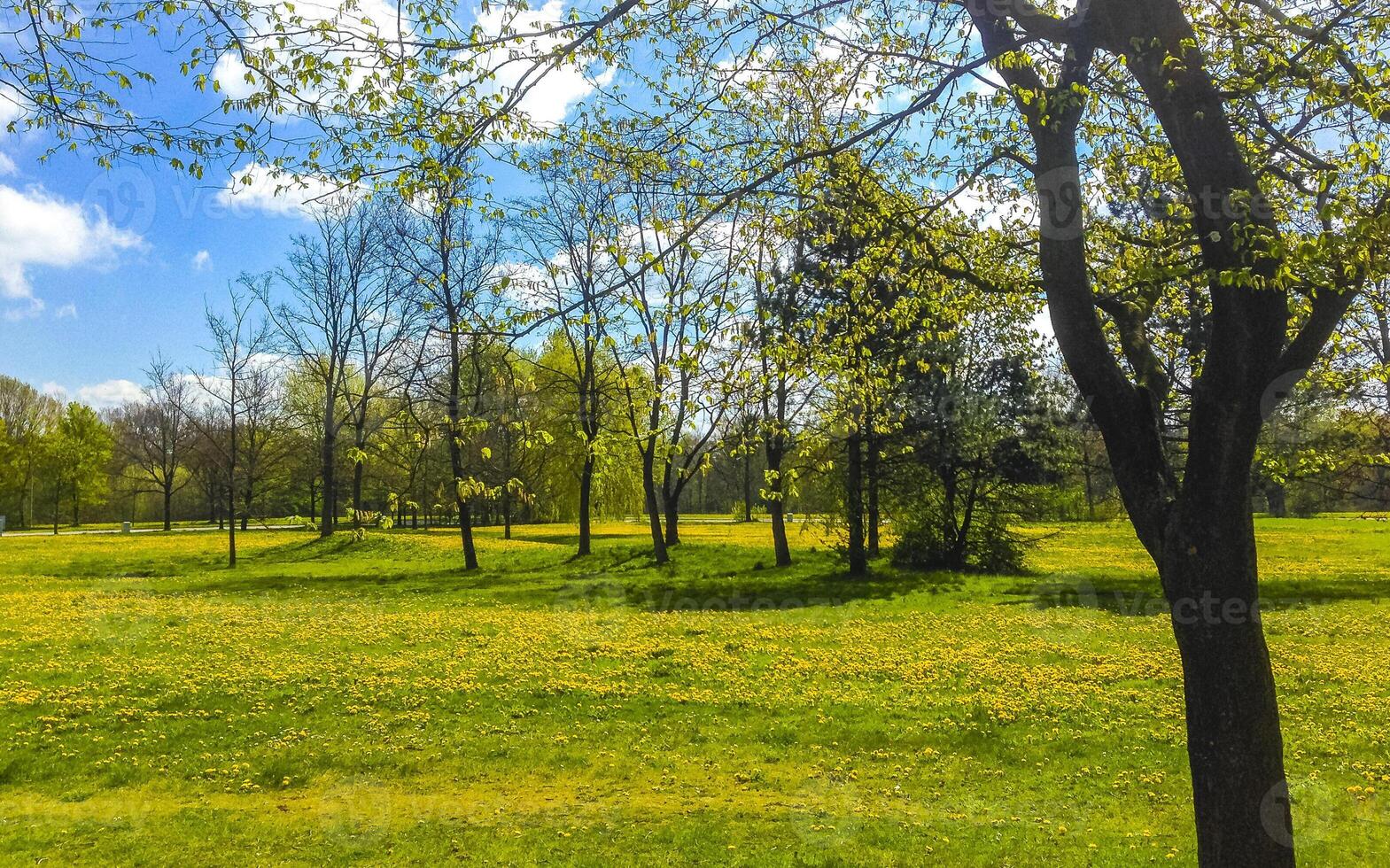 naturais panorama visualize ensolarado dia verdes plantas árvores florestal germany. foto